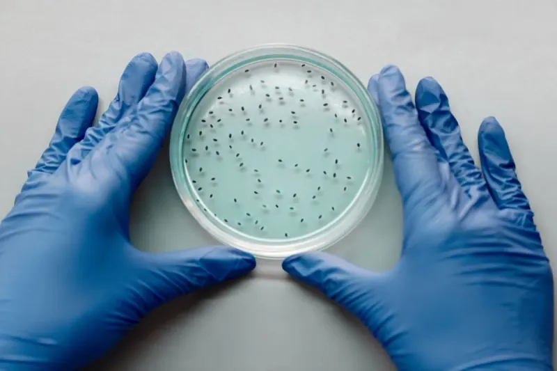 Cultivated (Cell-based) Meat Products Are Expected To Approach Price Parity.